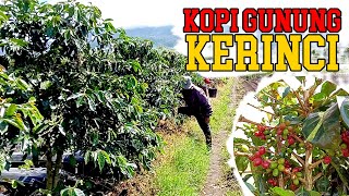 Kebun Kopi di Gunung Kerinci, Tanam Di Pekarangan Rumah