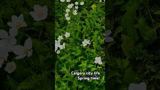 Calgary city| Spring time|flowers|Sunny days#Alberta#Canada