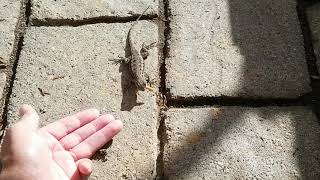 Trained a Western Fence Lizard to eat from my hand