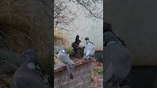 The Burds in the garden