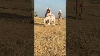 Dancing Horse #viral #trending