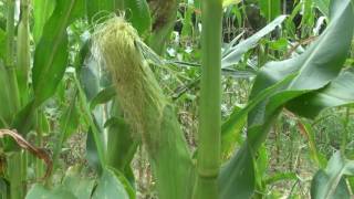 Wrecking Barn Gardening Tip