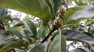 Manfaat pruning daun alpukat diwaktu muncul bunga‼️#alpukat #petanimuda #alpukatmiki #viral #daun