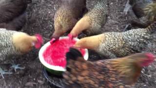 Our Chickens Love Their Watermellon Punch Bowl Treats/Snacks