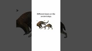 Different bears on the ancient days #bear #ancient #animals #old #youtuber