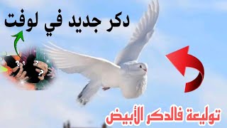 دكر السيفيانوس الأصيل جديد واعر 🔥🔥 وتوليعة فالدكر الأبيض🕊️🕊️