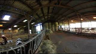 Viande bovine - Immersion 360 #04