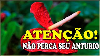 Dica Anturios cuidados - ATENÇÃO! - NUNCA FAÇA isso com seu ANTURIO