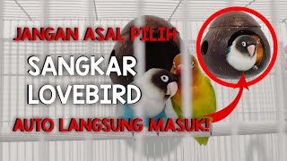 Sangkar Lovebird