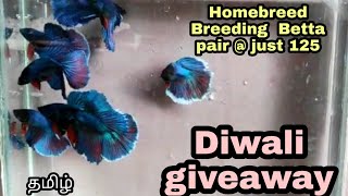 Diwali gift | Betta pair for subscribers @ just 125rs | Aquapets & farm