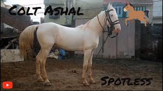 Nukra Colt Ashal | Sired By Stallion Raju | Hasan raza | Hasan raza Horse