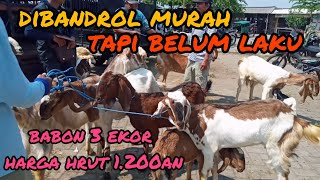 Update Harga Kambing Terbaru Hari ini di pasar hewan Wlingi-Blitar.