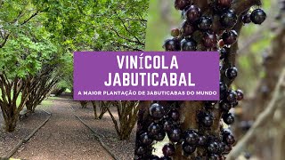 A Maior Plantação de Jabuticabas do Mundo | VINÍCOLA JABUTICABAL | GOIÁS