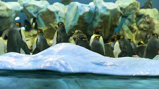 Penguins in an aquarium with water and rocks