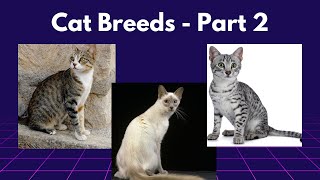 Cat Breeds - Part 2