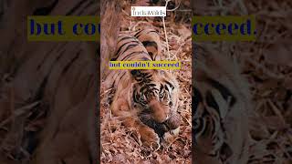 #tiger vs #pangolin  | Calmly stick to your Strengths #shorts #nature #wildlife #travel #motivation