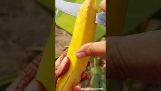 Fruit gardening 🍏🍐🍑🍌🍍🥭🍇 #fresh #organic #fruitcutting #fruitharvest @gardening_lover7469