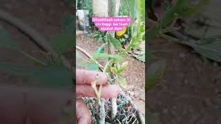 PART2 BEHAHASIL BERBUAH#berkebun #berkebundirumah #pertanian #petualangan