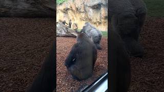 Bioparqe Valencia #animals #funnyanimal #short #bioparque