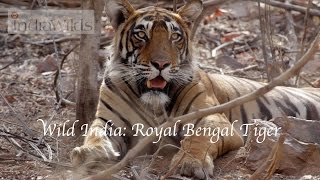 Wild India: Royal Bengal Tiger