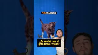 Conocías las habilidades de los gatos? #shortvideo