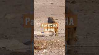 Park Narodowy ETOSHA #etosha #namibia