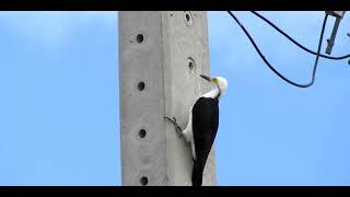 PICA PAU BRANCO, birro, cri-cri, Melanerpes candidus, White Woodpecker