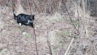 Hunting cat. Fujifilm xs10