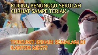 Terkunci Semalaman - Kucing Penunggu Sekolah Curhat Sampe Teriak-Teriak #kucing#kucingkampung