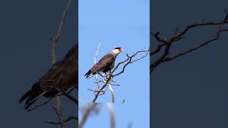 carcará (Caracara plancus)