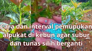 cara dan interval pemupukan alpukat di kebun tunas silih berganti dansubur