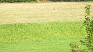 Ein Bienenfresser im Flug. Am letzten Augusttag an der Mulde. _ Vogelbeobachtung