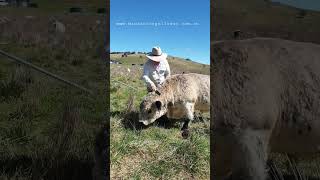 brushing bully boy #cowlover #cow #animal  #farmlife #farmlifestyle #farmlifebestlife