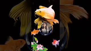 Golden fish #videoshort #wenty #fish