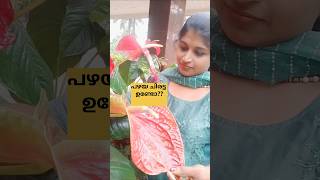 ആന്തൂറിയം തിങ്ങി നിറയാൻ /anthurim care /poppy vlogs