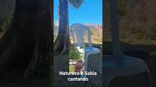 Natureza é Sabia cantando #Sabia #pássaro #Natureza