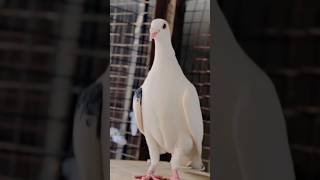 Jamana uran dektahe ❤🔥 #pigeon #birds #kabootr #kabootar #ytviral #shorts #yt #love #pigeonstatus