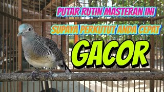 putar rutin masteran ini supaya perkutut anda cepat gacor