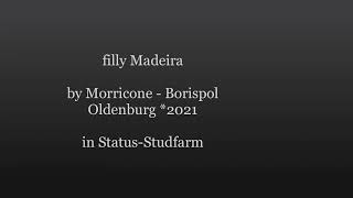 FOR SALE Madeira filly by Morricone OLD - Borispol,*2021, Oldenburg