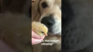 Dog Meets Chick