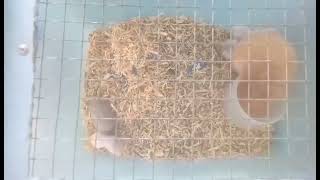 2 Weeks Old Hamster - 6 Pups