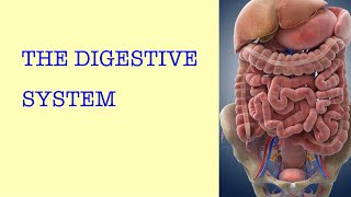 THE DIGESTIVE SYSTEM [GCSE BIOLOGY]