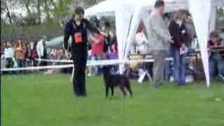 Lodz dog show