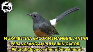 MURAI BETINA GACOR MEMANGGIL JANTAN PERANGSANG AMPUH BIKIN GACOR   #muraibatugacor #muraibatu #murai