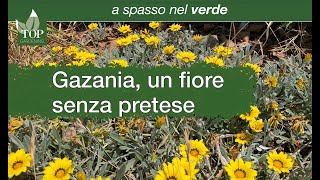 A spasso nel verde | Gazania