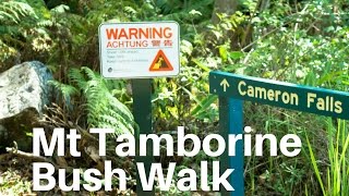 MOUNT TAMBORINE BUSH WALK