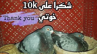 شكرا على 10k خوتي العزاز 🎉🎊❤+ توليعة صباحية رائعة 🕊