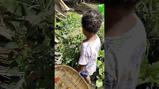 Viral!!! Petani Cilik!!! Panen Emas Merah!!!