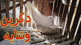 حمامه فجأة اختفت😞🕊️ودكر داخل شريك بمجهوده وحاجات غريبة🐤🦜#pigeon #birds