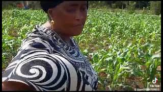 Verger de maïs de Mme Gondé en Guinée.